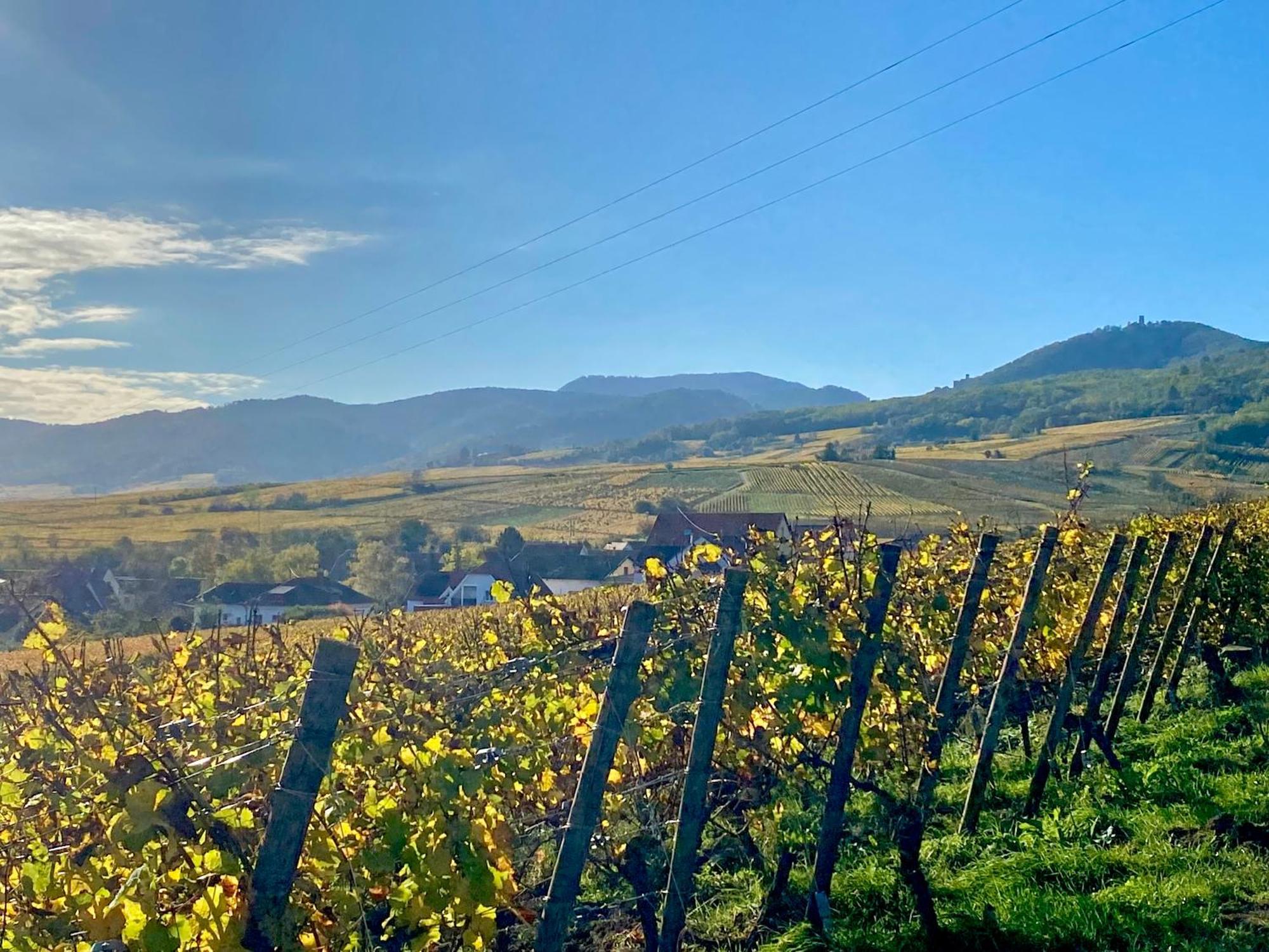 Le Grasberg Διαμέρισμα Bergheim Εξωτερικό φωτογραφία